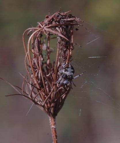Agalenatea redii